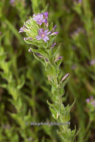 epilobium densiflorum 3 graphic